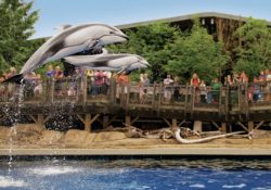 Ghé thăm Vancouver Aquarium – thủy cung lớn nhất Canada
