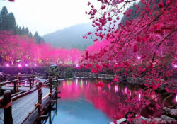 Chia sẻ kinh nghiệm khi du lịch Nhật Bản