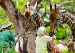 Khám phá giới động vật tại vườn thú Honolulu