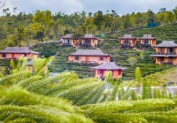 Yên bình ngôi làng nằm giữa đồi chè bát ngát ở miền Bắc Thái Lan
