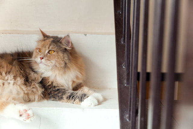 Quán cà phê Klom Cat nơi dành cho những ai yêu mèo