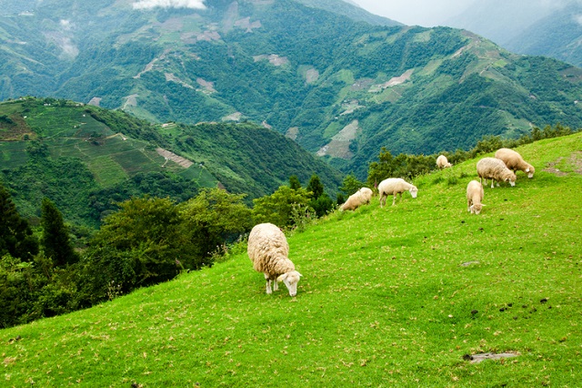 Vẻ đẹp yên bình tại Cingjing Farm