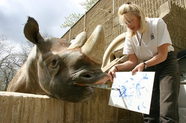 Cảnh chú tê giác duy nhất trên thế giới biết vẽ bằng bút lông thú vị tại vườn thú Denver