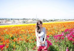  Ngỡ ngàng trước vẻ đẹp của hoa mao lương ở San Diego