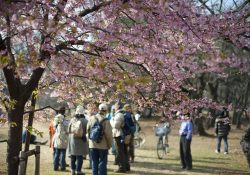 Yoyogi công viên nổi tiếng nhất ở Nhật Bản