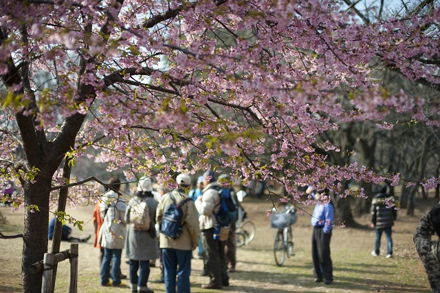 Vẻ đẹp công viên Yoyogi khi mùa hoa anh đào về