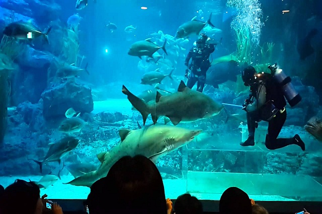 Busan Aquarium là điểm du lịch lý tưởng để bạn khám phá các sinh vật biển
