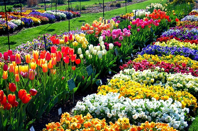 Điểm đến tuyệt vời để bạn thưởng lãm lễ hội hoa tulip