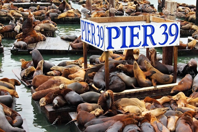 Ngắm sư tử biển phơi nắng ở Pier 39