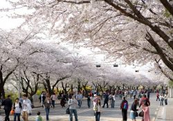 Địa điểm không nên bỏ qua trong chuyến du lịch Seoul