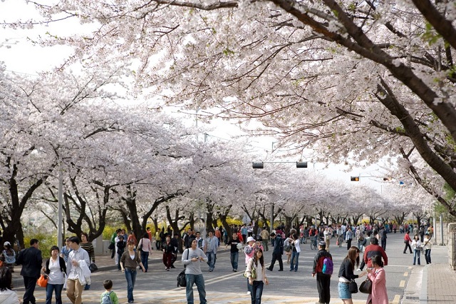Lễ hội hoa anh đào ở công viên Yeouido