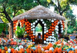 Những địa điểm tham quan được yêu thích nhất ở Dallas