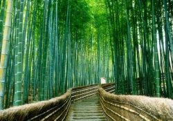 Khám phá vẻ đẹp kỳ vĩ của rừng tre Sagano tại Tokyo, Nhật Bản