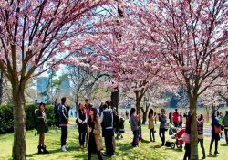 Những sự kiện và lễ hội mùa xuân nổi bật ở Vancouver