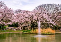 Điểm danh 3 công viên đẹp nhất tại trung tâm thành phố Tokyo