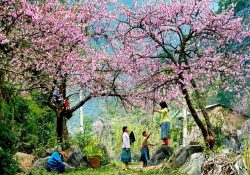 Du lịch Mộc Châu tháng 3 có gì hấp dẫn