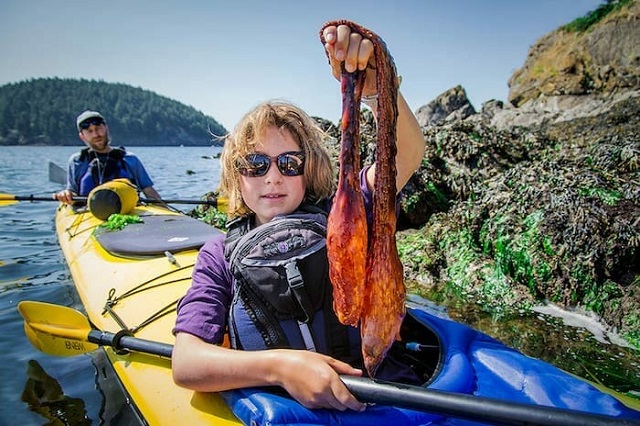 Bạn sẽ được khám phá thế giới tự nhiên sống động khi chọn chèo thuyền kayak ở San Juan Islands
